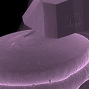 scale of atomic force microscopy probe relative to a pin head
