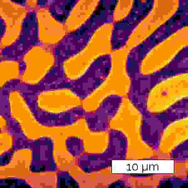 Ergo AFM software polymer blend image