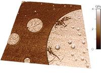 高速フォースマッピング AFM によるイメージ