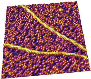生体分子研究 | 生体膜研究 | タンパク質 AFM - Asylum Research