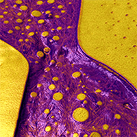 AFM Application: Polymers