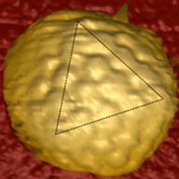 AFM Application: Virus Research, Virology