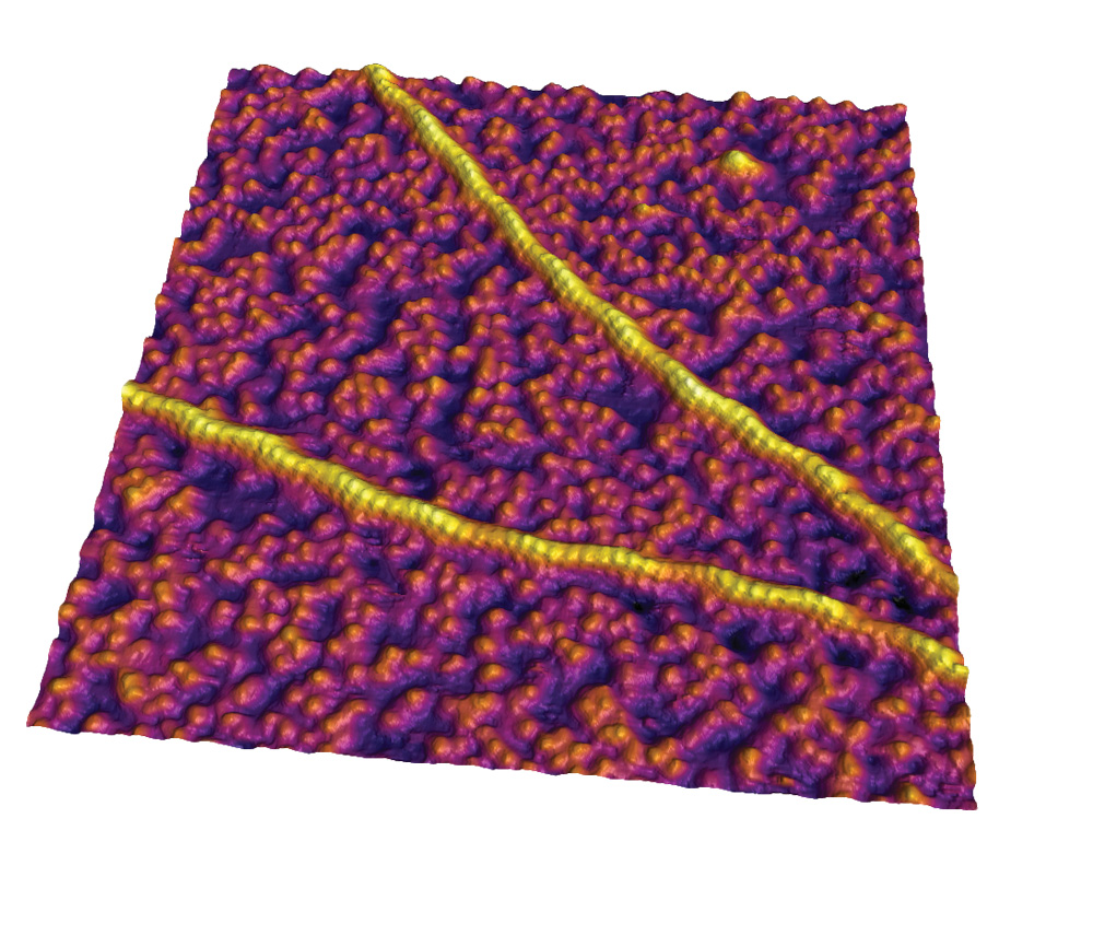アクチンフィラメントのイメージ。Cypher S AFM/SPMを用いて液中で取得。340 nm スキャンエリア。