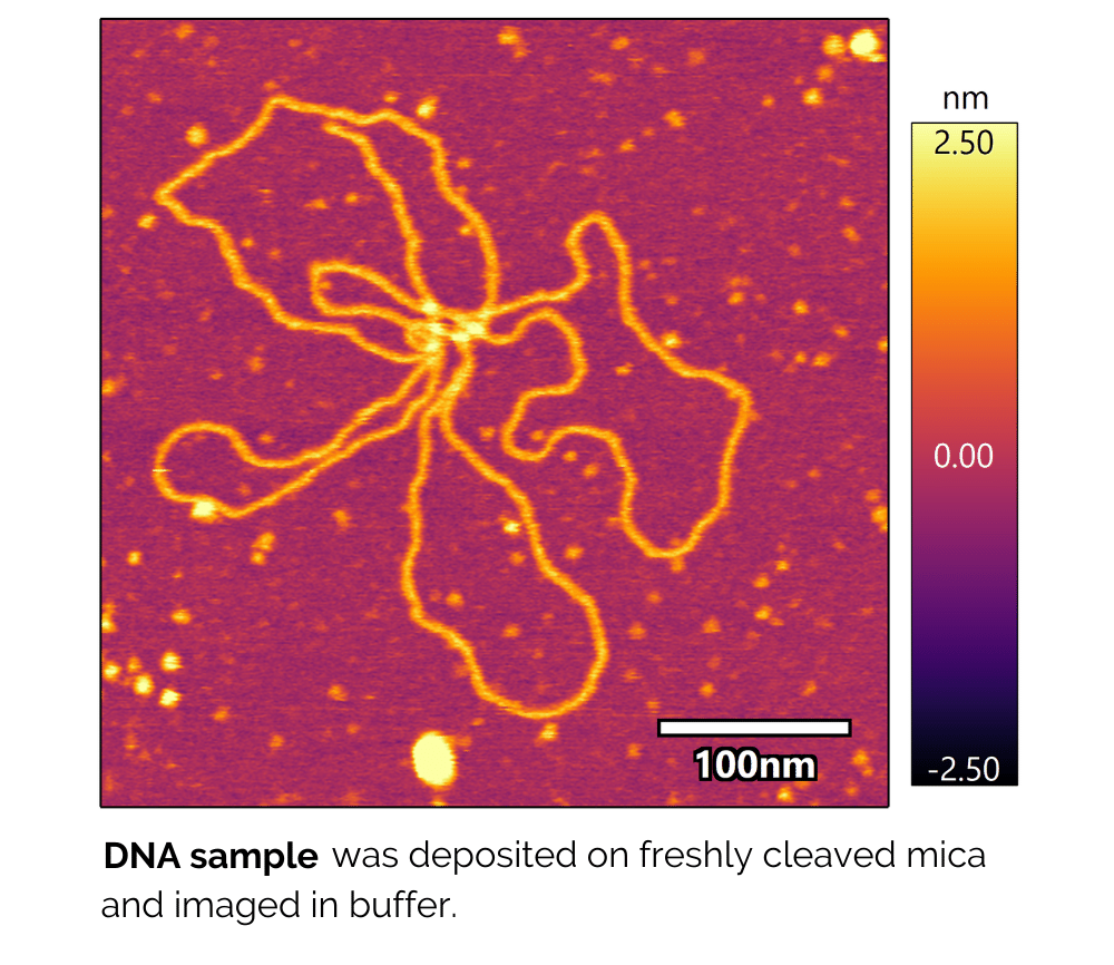 Jupiter 液中イメージング： DNAのAFM像